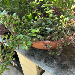 Beautiful Plant In Plastic Pot Size Big