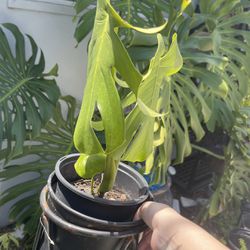 Monstera Extra Extra Large Plant