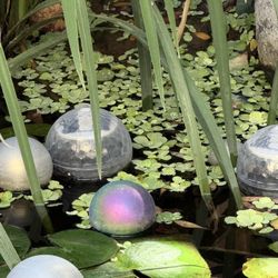 Water Lettuce—all sizes available. $2-5 ea