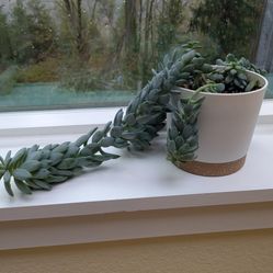 Burro's Tail Succulent in 4.75" x 4.5" (Diameter x Height) Pot