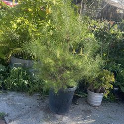 It for garden big size