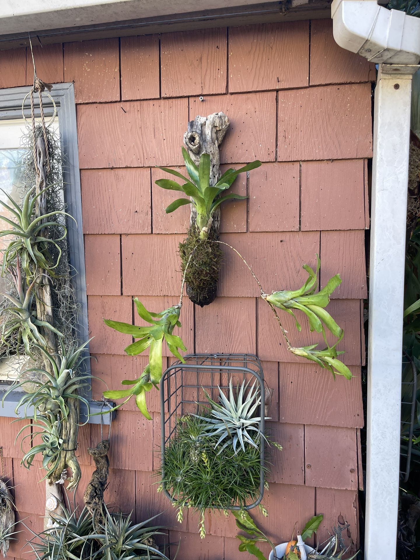 Whimsical Green Bromeliad With Trailing Pups