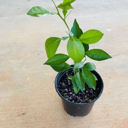Organic lemon Plants 