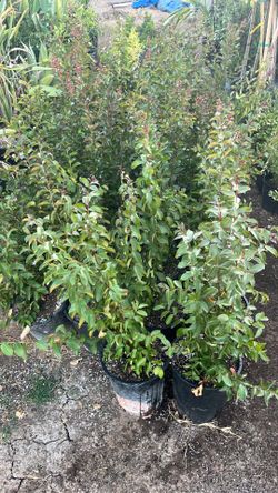 lagerstroemia dynamite