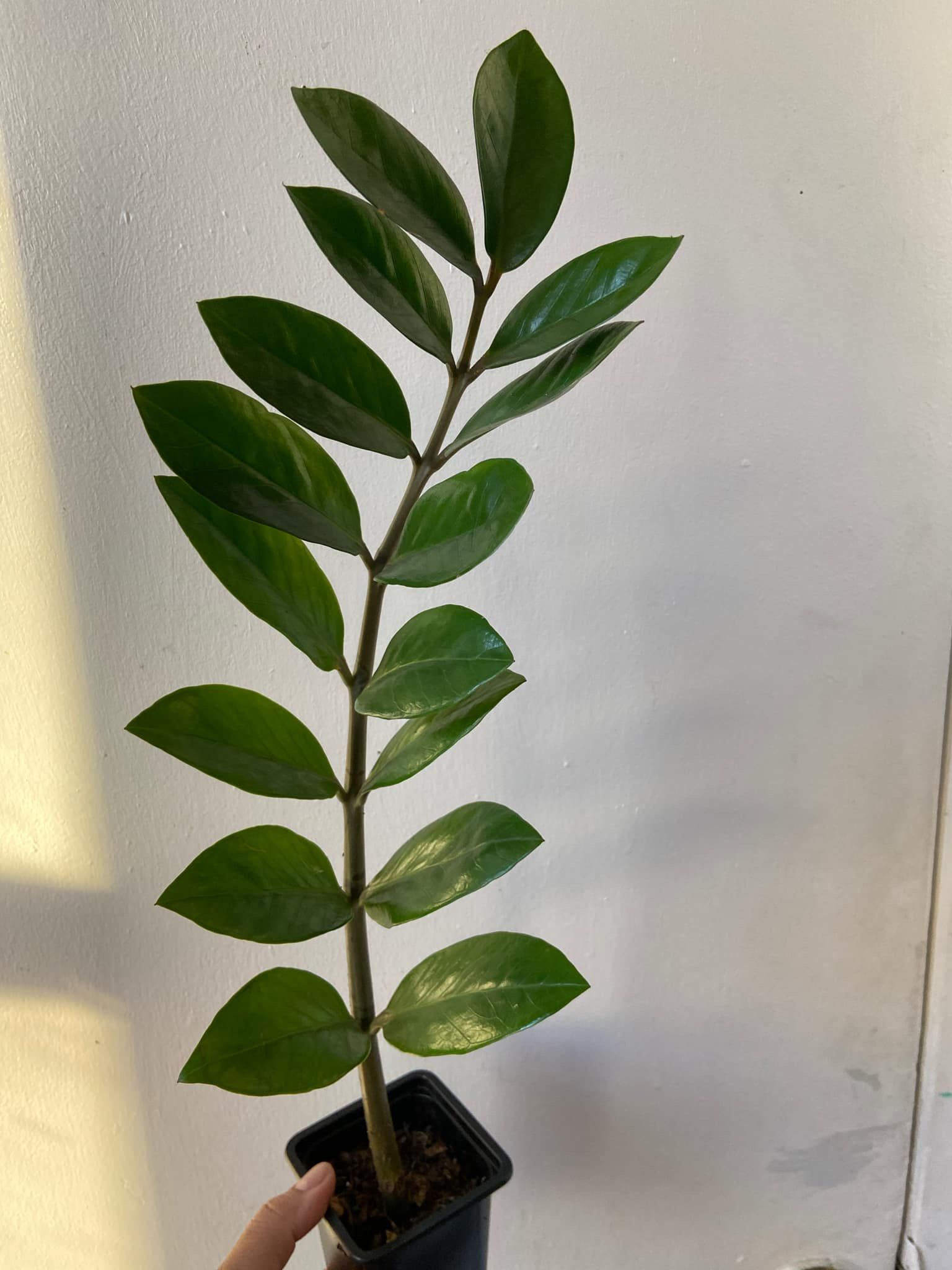 ZZ Plant  🪴It's available, message me only if you are willing to buy. Read Description