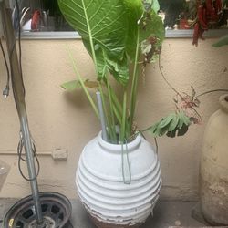 Planta