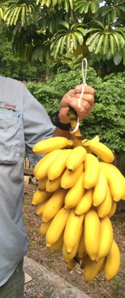 Organic Fruit, delicious banana tree