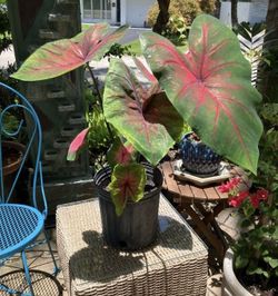Caladium Plants-$5 each