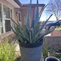 Overcrowded Succulent For Sale 
