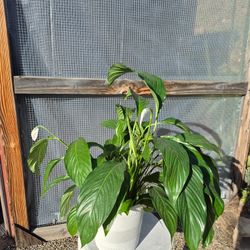 Peace Lily Plant 10" Pot 