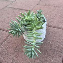 Homegrown Beautiful Green Succulents In White Flower Ceramic Pot 