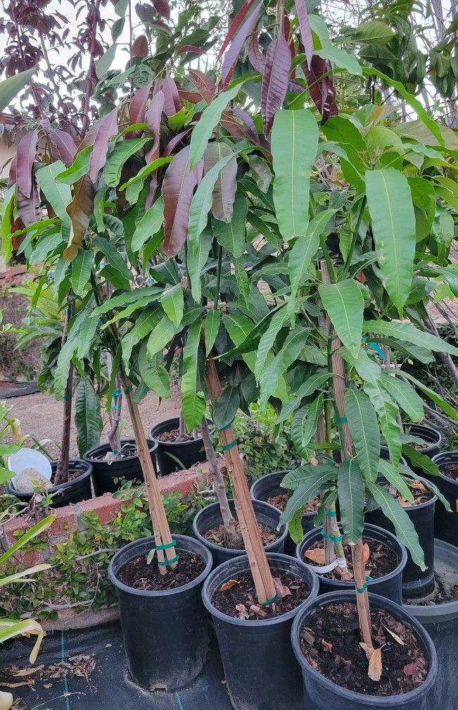 Grafted Mango Tree