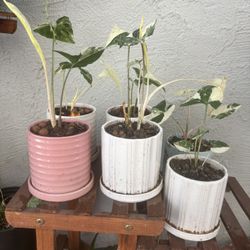 Syngonium Albo Plants