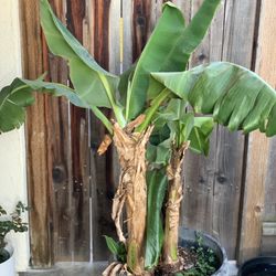 Dwarf Cavendish Banana Tropical Fruit Tree Bananas Multiple Plants in 15 Gallon Pot Around 5 FT Tall
