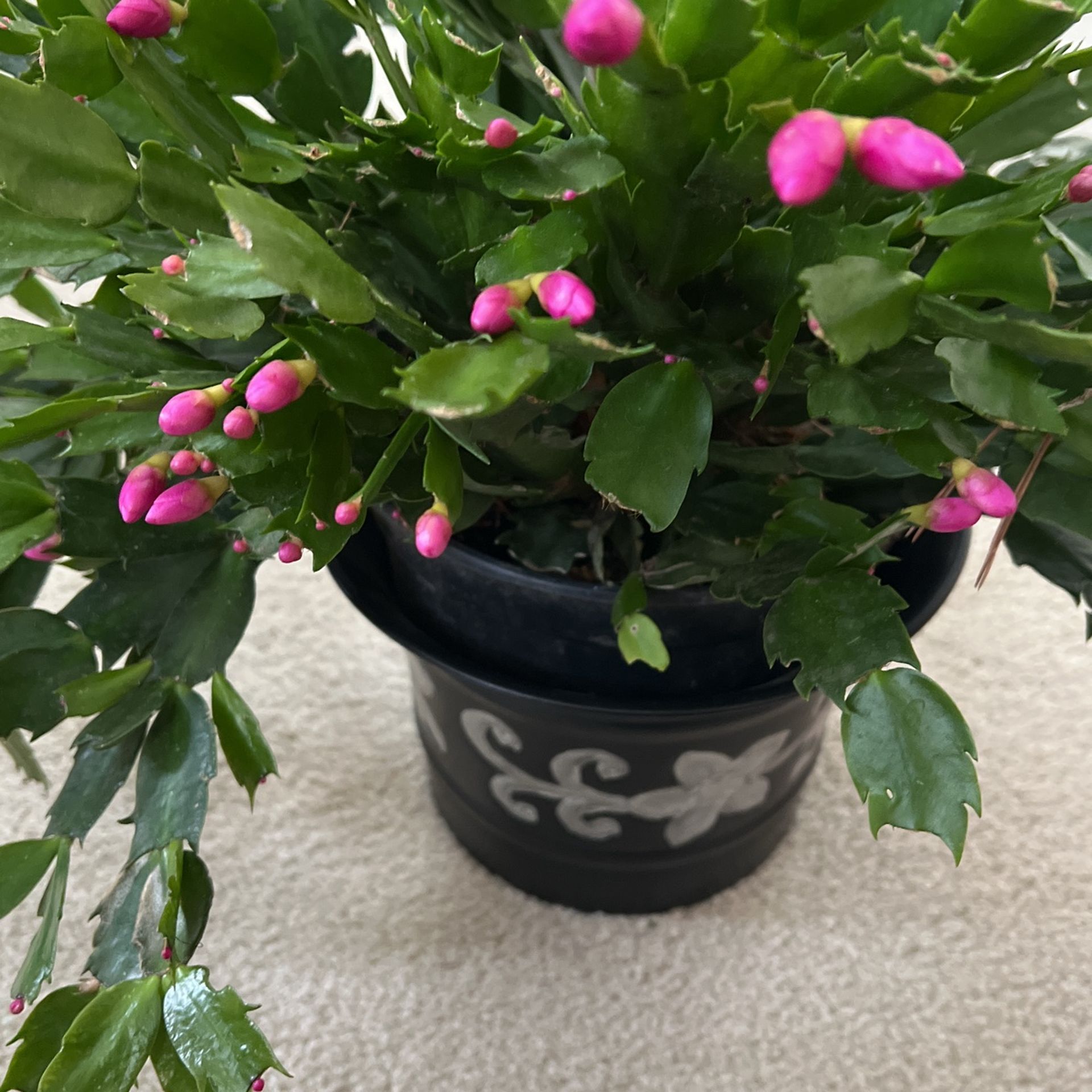 Christmas Cactus
