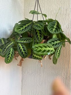 Prayer plant