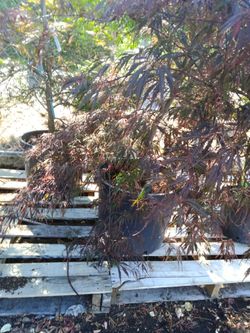 Crimson queen Japanese maple