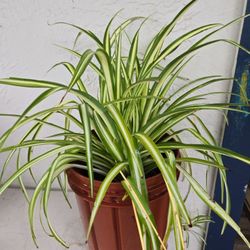 $15. Spider Plant 🪴 