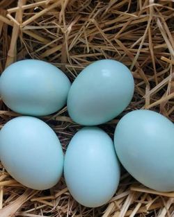 Free Range Chicken And Quail Eggs - Fertile And Eating