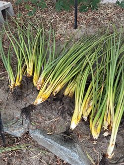 Red Yucca plants