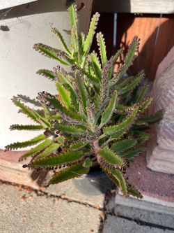 Mother of Thousands, Alligator Plant, Mexican Hat Plant