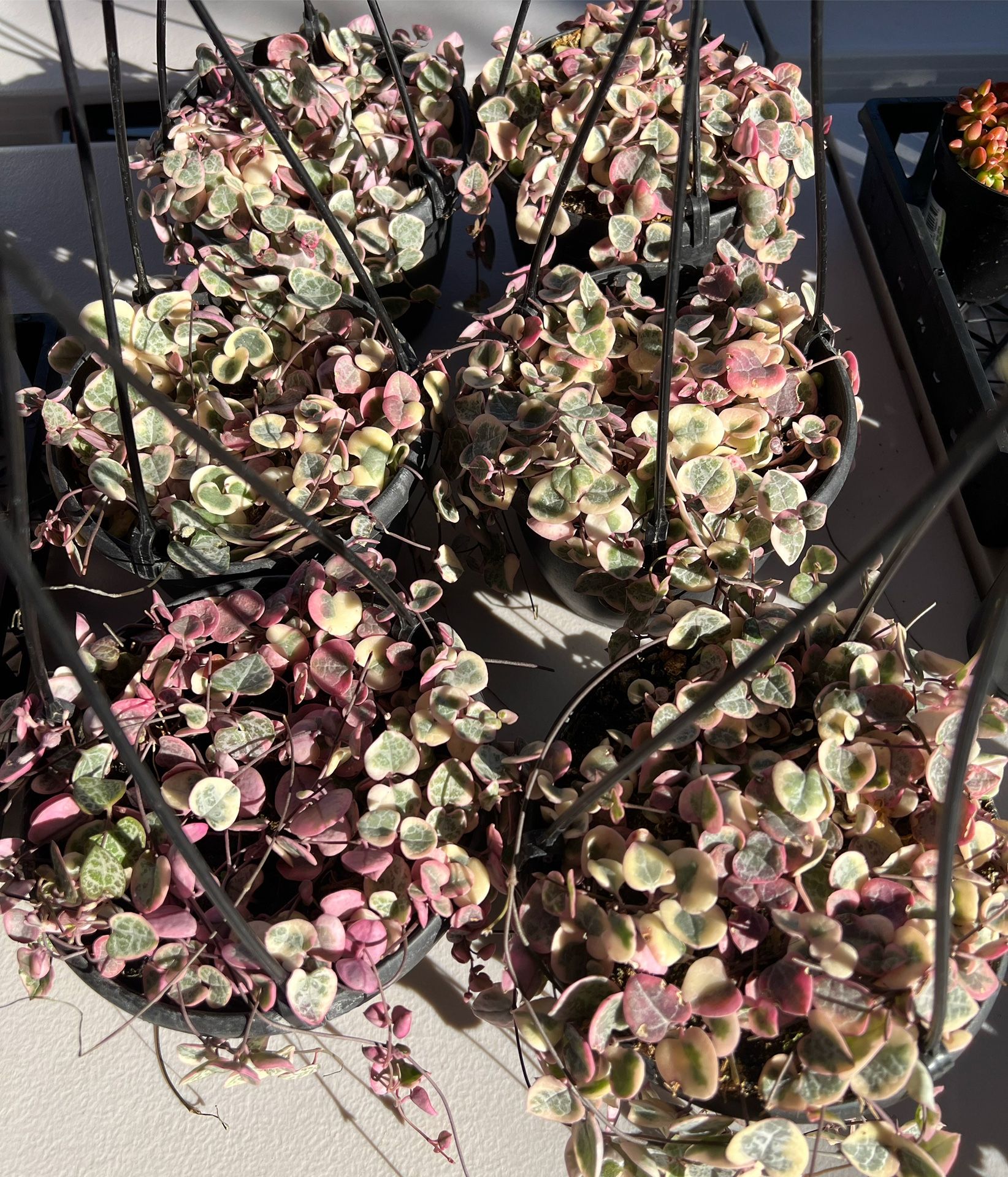 Variegated String Of Hearts In 6" Pot