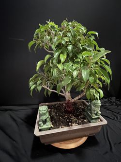 Bonsai