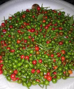 Matas De Chiles Pequín 🌶️🪴/ Piquín Peppers Plant’s 🌶️🪴 $12.00 each