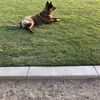 🐕