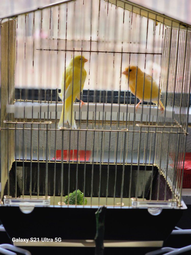 Cage For Small Birds 