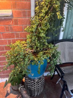 First Part Of The Unbelievable Amount Of Plants