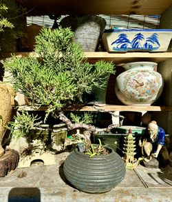 Juniper Bonside With Ceramic Pots