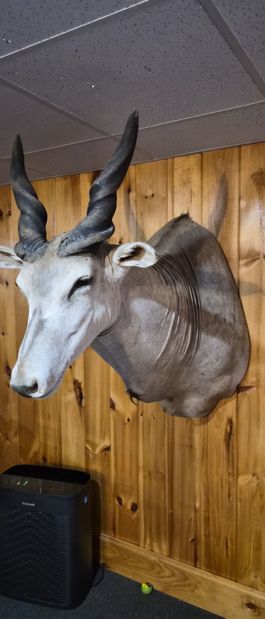 Taxidermy Inland Antelope