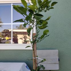 Limón Mexicano  Chiquito Verde 