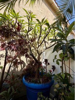 Very large plumeria tree