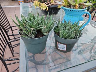 2 sizes of succulents $10 and $12