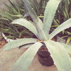 Agave Plants