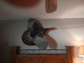 Taxidermy Turkey