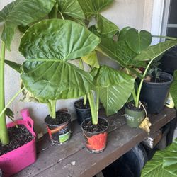 Elephant Ear Plants 