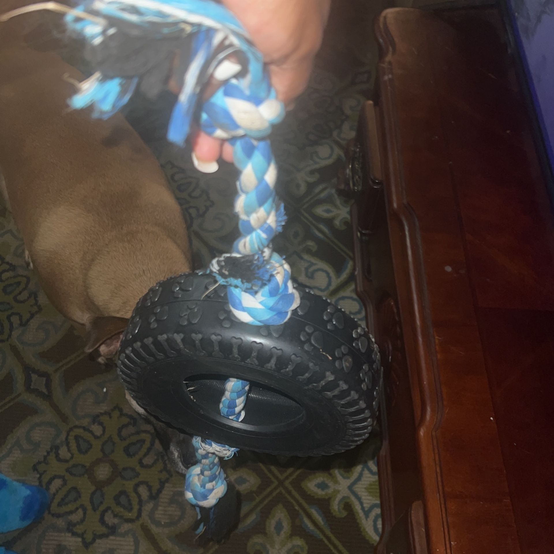 Dog Toy