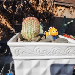 Rainbow Korean Succulents Sale. Pick Up Saturday In San Lorenzo