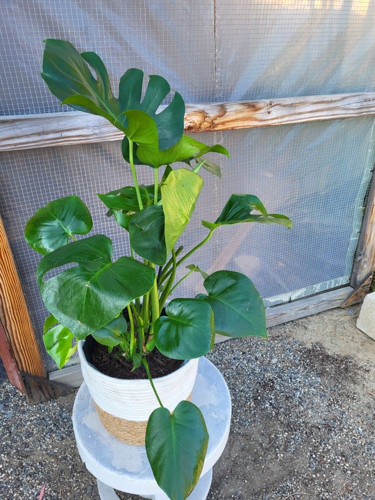 Monstera Deliciosa Plant 10" Nursery Pot