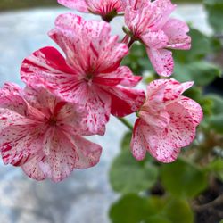 Geranio Matizado Rojo 