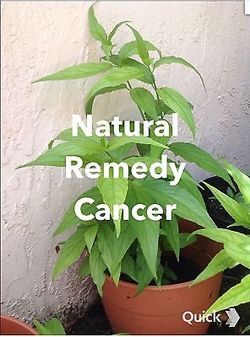 Clinacanthus Nutans Sabah Snake Grass Plants Many Many Health Benefits