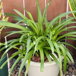 Green Spider With Grey Pot 
