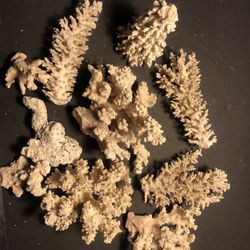 Assorted small Natural Corals