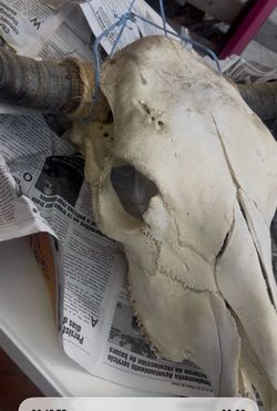 Bull skull is real bone