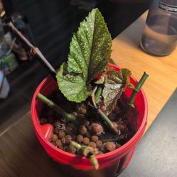 Begonia cuttings, Angel wing