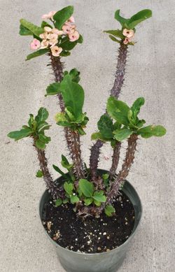 Euphorbia 'Crown of Thorns" in 8" pots