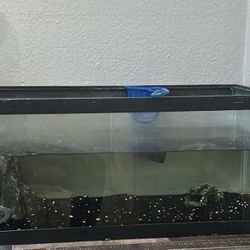 Fish Tank 